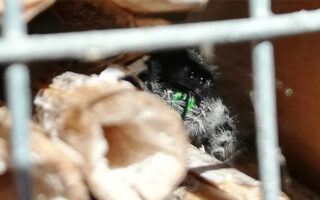 JumperAndThePollinators