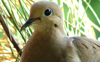 MourningDove