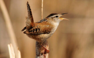 MarshWrens