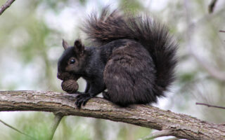 BlackSquirrels