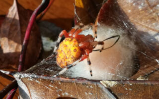 PumpkinSpider