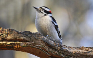 Woodpeckers