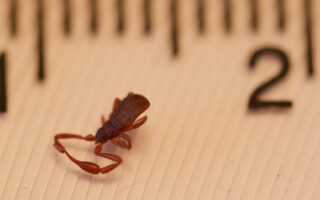 Pseudoscorpion