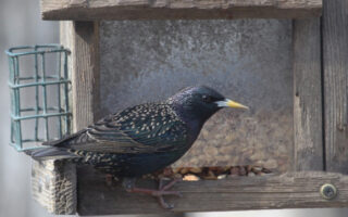 starlings