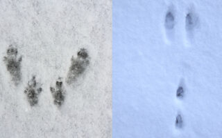 RabbitSquirrelTracks