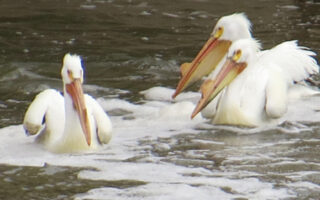 Pelicans