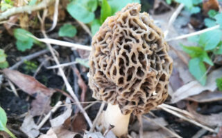 Morels