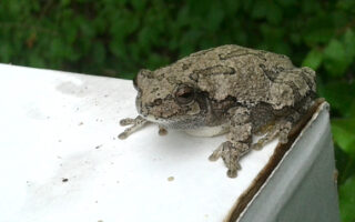 GrayTreeFrog