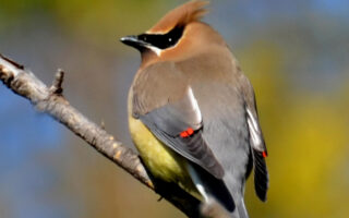 CedarWaxwings