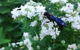 GreatBlackWasp