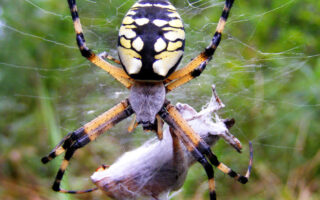 ArgiopeSpiders