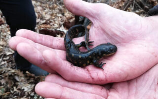 KaneCountyNaturalist