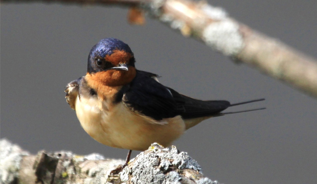 BarnSwallow