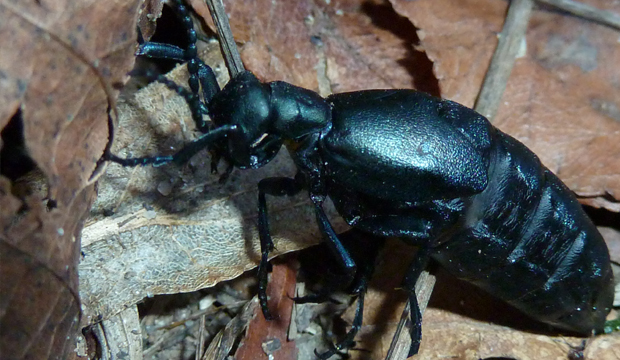 OIlBeetle