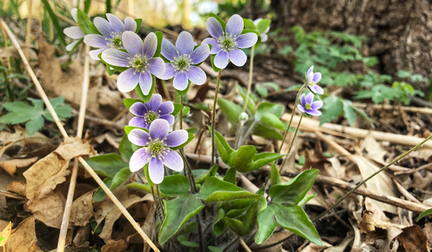 Hepatica