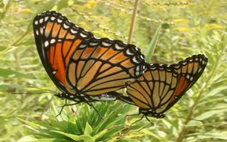 Viceroys_9-16-22 Viceroys_9-16-22