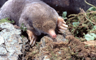 Taxonomy2_9-30-22 Taxonomy2_9-30-22