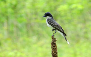 Taxonomy_9-23-22 Taxonomy_9-23-22