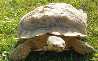 Tortoise_10-7-22 Tortoise_10-7-22