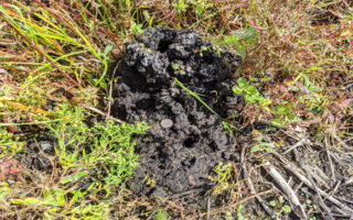 CrayfishVolcano_11-4-22 CrayfishVolcano_11-4-22