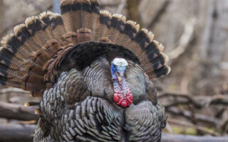 FranklinTurkey_11-25-22 FranklinTurkey_11-25-22