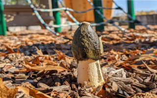 Ravenel'sStinkhorn_11-18-22 Ravenel'sStinkhorn_11-18-22