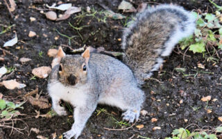 ScatterHoarders2022_11-11-22 ScatterHoarders2022_11-11-22