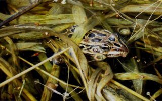 FrogMonitoring2023_2-3-23 FrogMonitoring2023_2-3-23