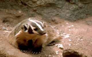 KaneCountyBadger_12-16-22 KaneCountyBadger_12-16-22