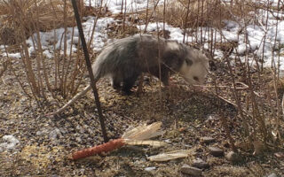 Opossums2023_1-6-23