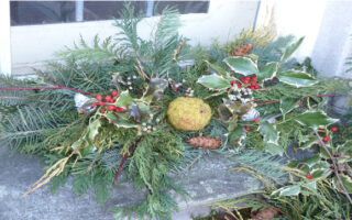 OsageOrange_12-23-22 OsageOrange_12-23-22