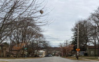 STCHornetsNest_1-27-23 STCHornetsNest_1-27-23