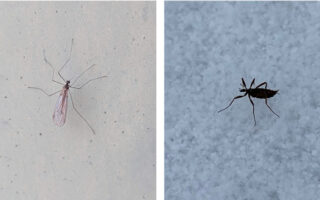 SnowFliesWinterCraneFlies_1-20-23 SnowFliesWinterCraneFlies_1-20-23