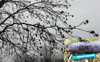 KentuckyCoffeetree_2-10-23 KentuckyCoffeetree_2-10-23