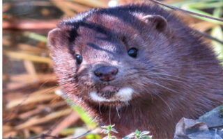 Mink2023_3-24-23 Mink2023_3-24-23