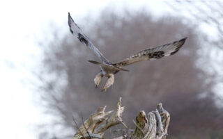 Rough-leggedHawk_2-17-23 Rough-leggedHawk_2-17-23