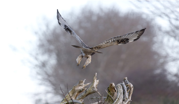 Rough-leggedHawk_2-17-23