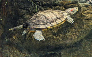 TurtlesWaking_3-31-23 TurtlesWaking_3-31-23