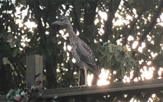 Yellow-crownedNightHeron_3-10-23 Yellow-crownedNightHeron_3-10-23