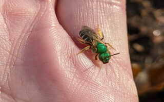 NativeBees_4-21-23