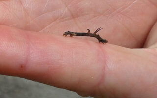 HornedSpanworm_5.12.23