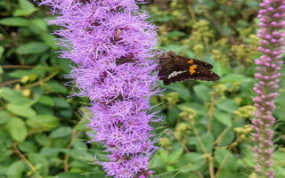 Jill'sPlotPlantSale2023_5.19.23