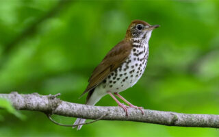 BeautifulBirdsong_6-2-23