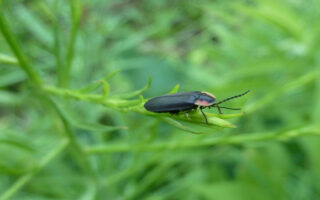 DiurnalFireflies2023_7-14-23