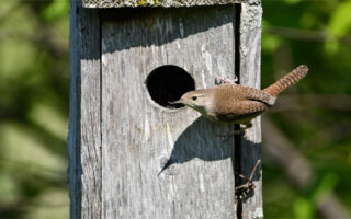 HouseWrens2023_6-9-23