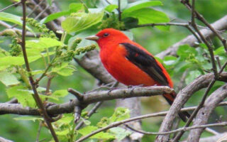 Sharp-dressedMan_5-26-23