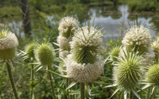 Teasel_7-21-23
