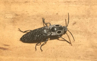 TwoEyedClickBeetle_6-16-23