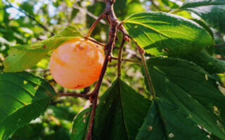 AmericanPlum2023_9-8-23