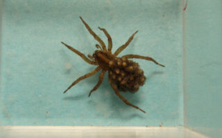 ItsyBitsyWolfSpider_9-15-23